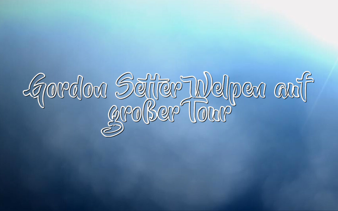 Gordon Setter Welpen auf großer Tour