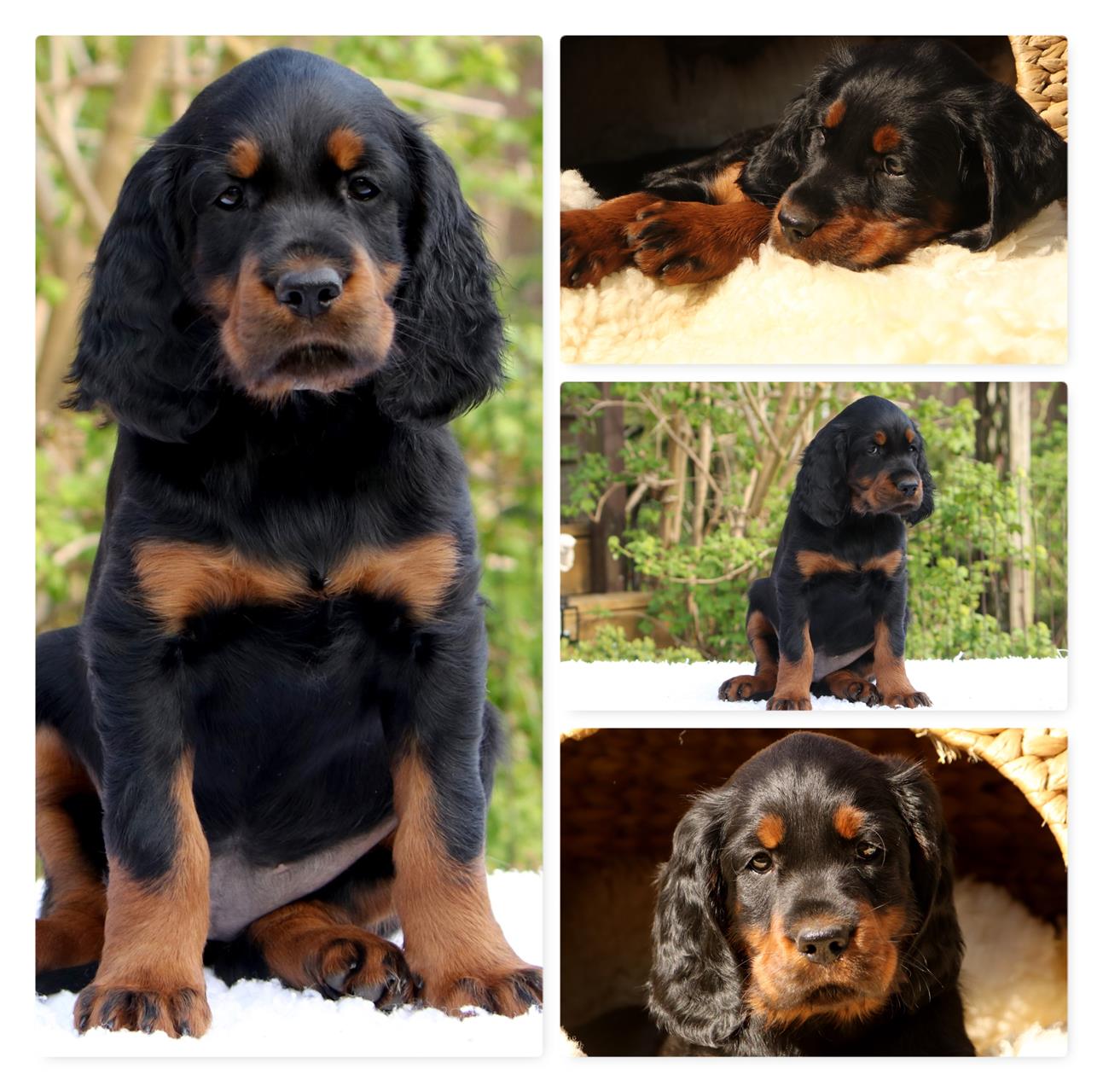 New Phototastic Collage Scarlett (Copy)